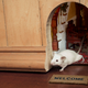 Image for article titled Study: Only 40% Of Mice Have Little Welcome Mat, Doorway Leading To Tiny Home Inside Wall